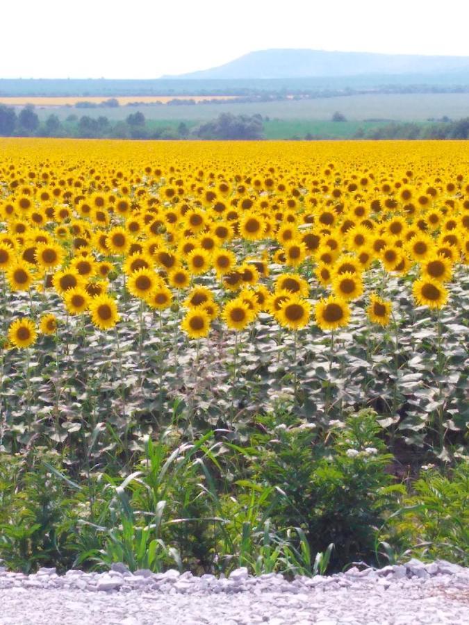 Sunflower Guest House Bulgaria Stefan Stambolovo المظهر الخارجي الصورة